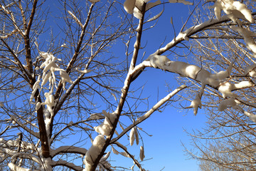 branches of a snowy tree against the blue sky