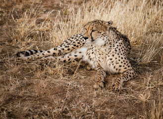 Adult cheetah lies down in dry grass