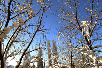 snowy trees and demanding infinite blue