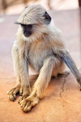 Obraz premium Cute little monkey 