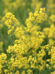 Lovely yellow background of Galium verum flowers , also known as Ladys bedstraw. Growing outdoors in a natural situation.