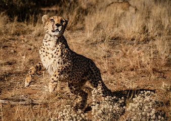 Cheetah leaps at an unseen bird