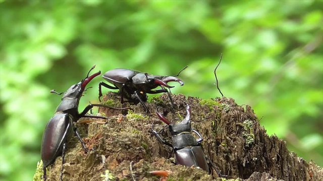Hirschk&auml;fer (Lucanus cervus) im Wald