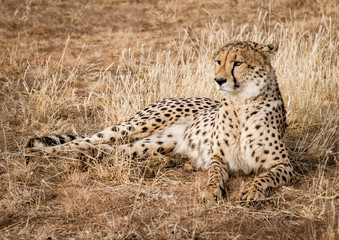 Adult cheetah lies down in dry grass