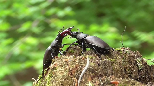 Hirschk&auml;fer (Lucanus cervus) im Wald