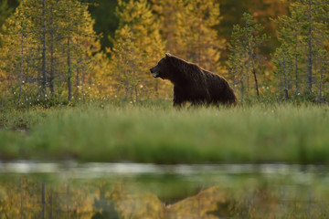 brown bear (ursus arctos) in forest landscape at summer. bear in summer landscape.