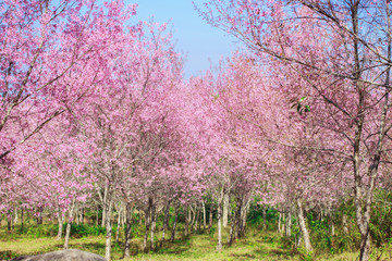 Wild Himalayan Cherry Blossoms in spring season (Prunus cerasoides), Sakura in Thailand, selective focus, Phu Lom Lo, Loei, Thailand.