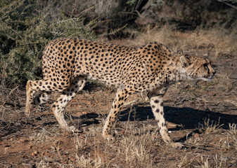 Cheetah walks slowly across desert scrub
