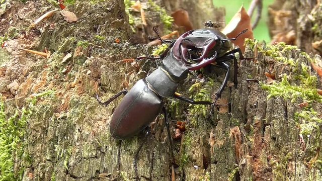 Hirschk&auml;fer (Lucanus cervus) im Wald