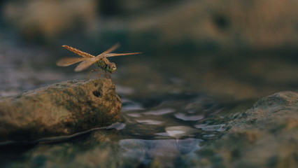 nature macro photography. namely the art of taking pictures according to existing circumstances.