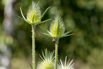 thistle on green background