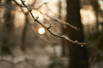 Close up of branches covered in a thin layer of snow in winter