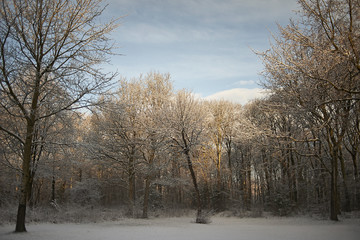 Obraz na płótnie Canvas Winter landscape in the Netherlands