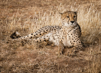 Adult cheetah lies down in dry grass
