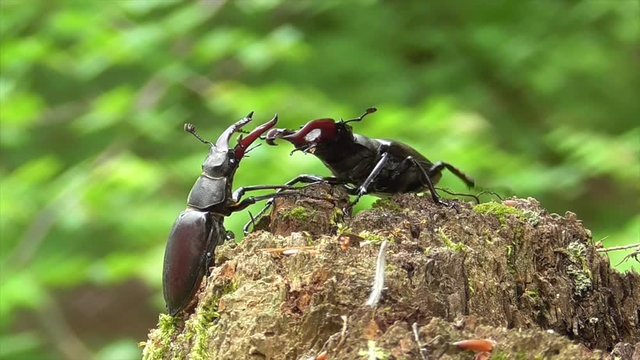 Hirschk&auml;fer (Lucanus cervus) im Wald