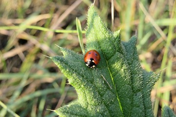 Ladybug on a green leaf in the meadow, closeup