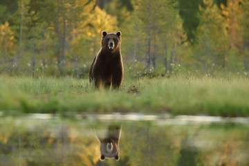 brown bear in summer landscape. bear in summer scenery.