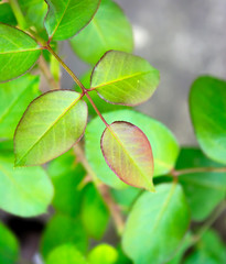 rose plant and leaves background