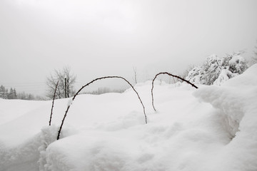 A branch of thorns in snow winter, snowfield, cold winter landscape with plants
