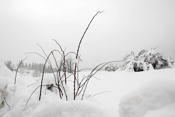 A branch of thorns in snow winter, snowfield, cold winter landscape with plants