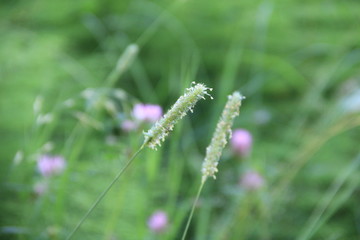 grasshopper on grass