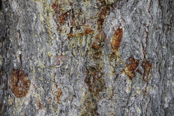 old tree