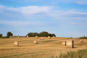 Hay bales on a field