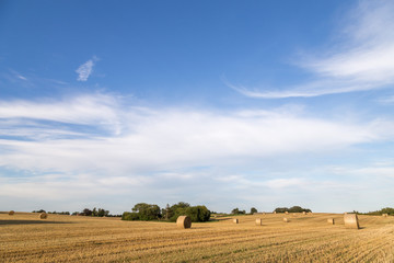 Fototapeta premium Hay bales on a field