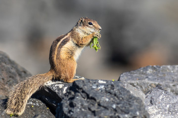  Barbary ground squirrel