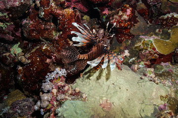 Lionfish at the Red Sea, Egypt