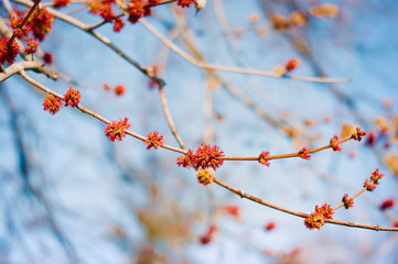 art Beautiful Spring Flowers