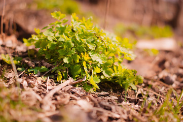 art Beautiful Spring Flowers