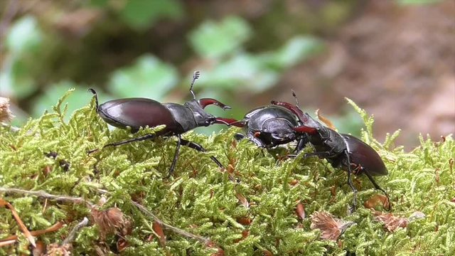 Hirschk&auml;fer (Lucanus cervus) im Wald