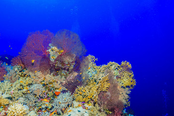 Plakat Coral reef at the Red Sea Egypt