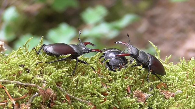 Hirschk&auml;fer (Lucanus cervus) im Wald