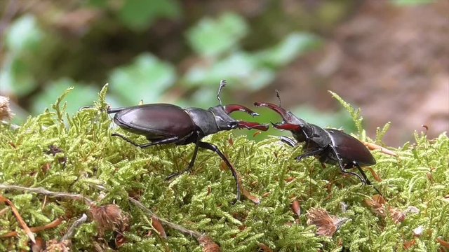 Hirschk&auml;fer (Lucanus cervus) im Wald