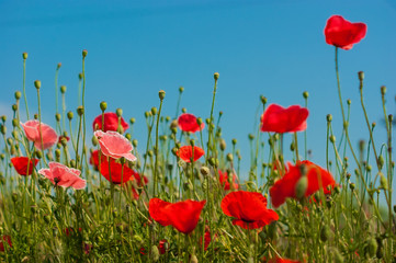 Obraz premium art Beautiful Spring Flowers