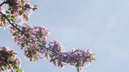Blooming white and purple Japanese Sakura cherry blossoms in shallow depth of field against a blue sky Flowers on the branches of an apple or cherry form a natural frame around the blue sky