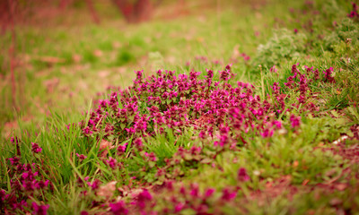 art Beautiful Spring Flowers