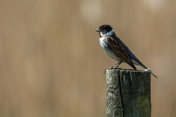 Common reed bunting in a close up