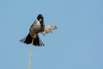Common reed bunting in a close up