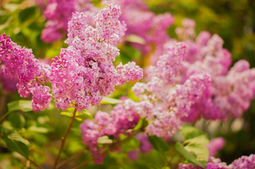 art Beautiful Spring Flowers