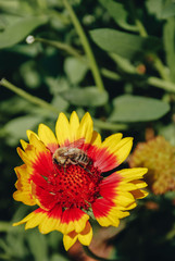 Red-yellow daisy flower with bumblebee on a sunny field