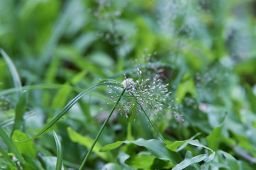 blue flower on grass