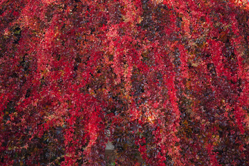 Naklejka premium background of autumn leaves. Autumn background