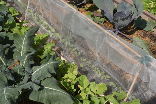 Vliesabdeckung, Insektenschutz, Gemuesebeet