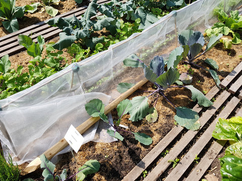 Vliesabdeckung, Insektenschutz, Gemuesebeet