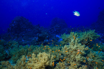 Obraz na płótnie Canvas Coral reef at the Red Sea Egypt