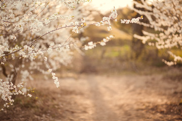 Obraz na płótnie Canvas Blossom tree over nature background/ Spring flowers/Spring Background