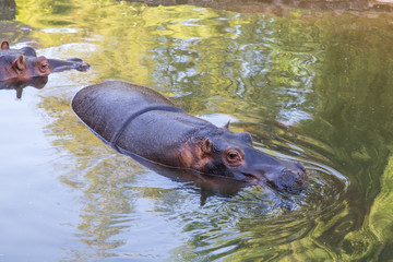 Fototapeta premium Hippopotamus